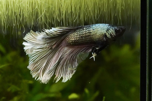HM Copper Bettas (Male)