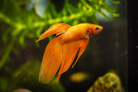 Veiltail Bettas (Male)
