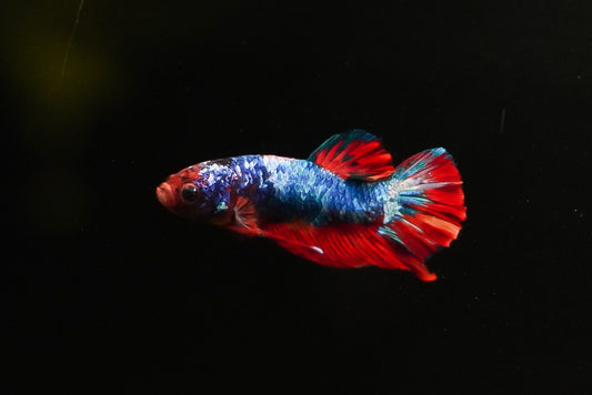 PK Koi Bettas (male)