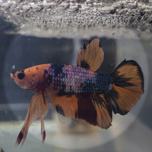 PK Nemo Candy Koi Bettas (Male)