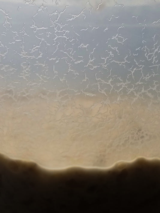 Live Microworm Culture – Panagrellus redivivus (Starter Culture)