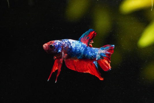 PK Koi Bettas (male)