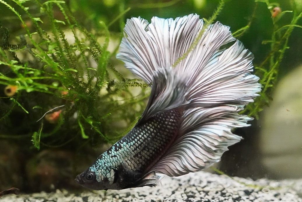 HM Copper Bettas (Male)