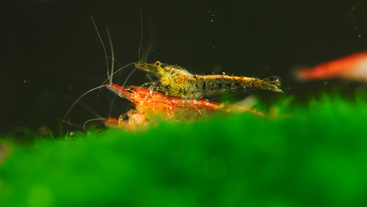 Wild-Type Neocaridina Shrimp – Mixed Line
