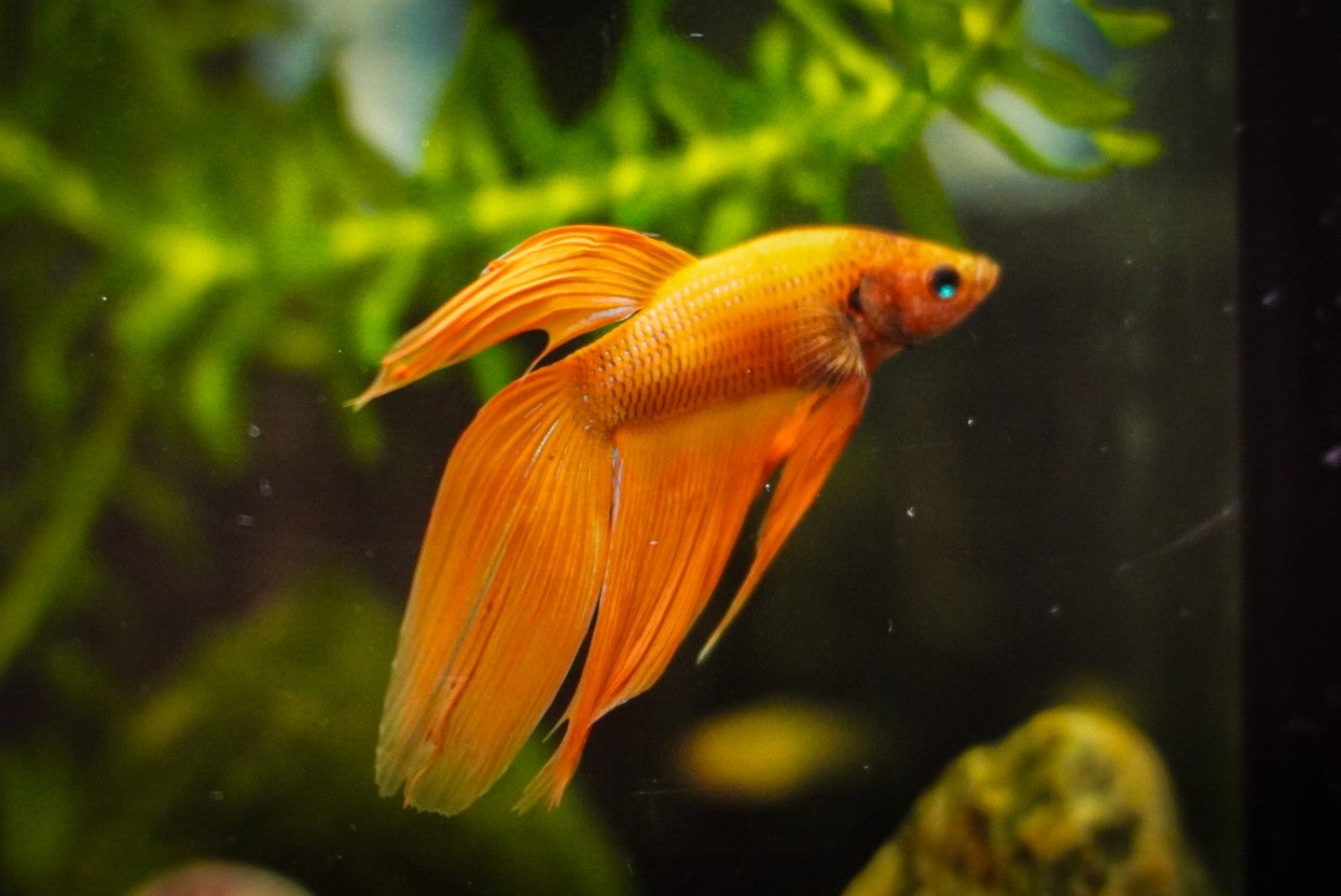 Veiltail Bettas (Male)