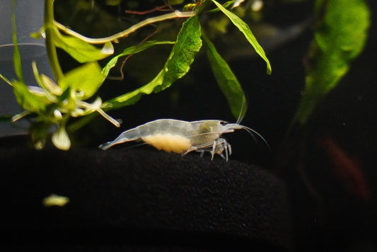 White Amano shrimp