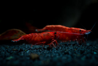 Bloody Mary Shrimp – Neocaridina
