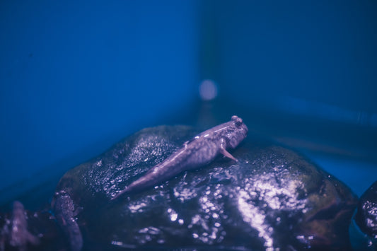 Rescue Mudskipper – Juvenile Periophthalmus sp.